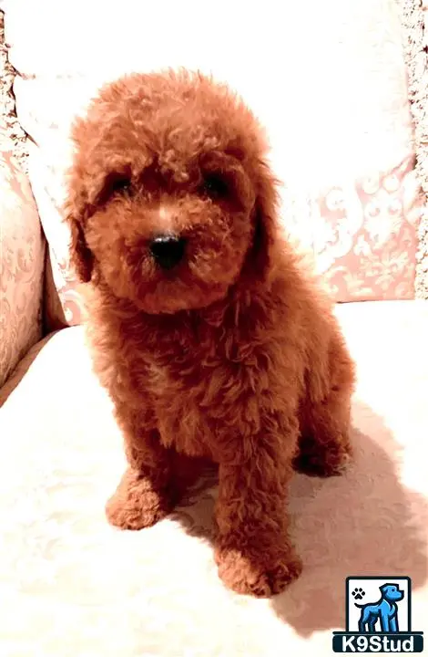 Goldendoodles puppy for sale